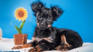 Чем кормить той-терьера в домашних условиях