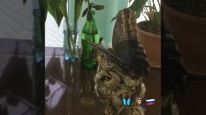 Сова и Бабочка / Boreal owl and butterfly
