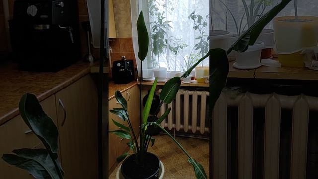 Моя стрелиция.