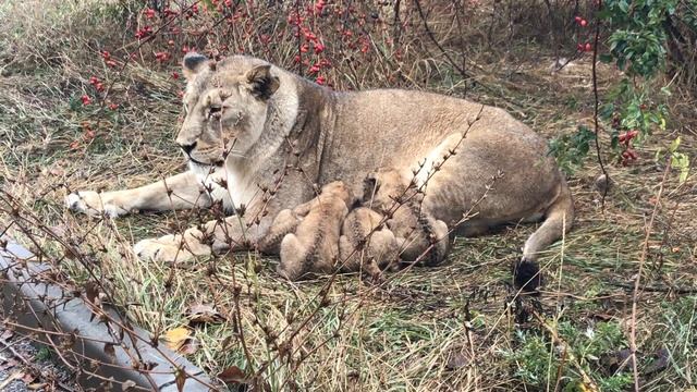 Маленькие львята родились в холодный день. Тайган. смотреть онлайн