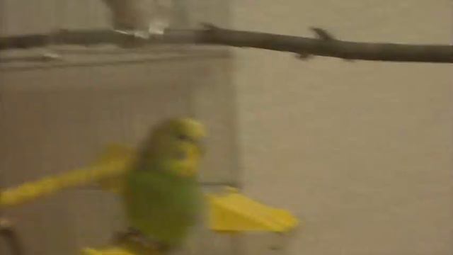 Волнистый попугай Яшка