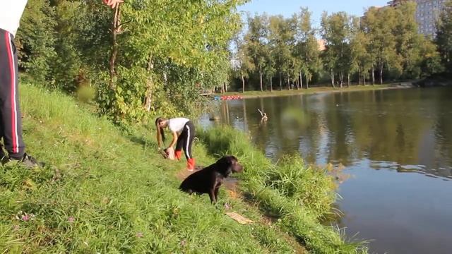 Купание лабрадора смотреть онлайн