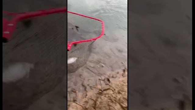 Ловля горбуши на воблер 80 мм (14 гр) от Mr. Musurok