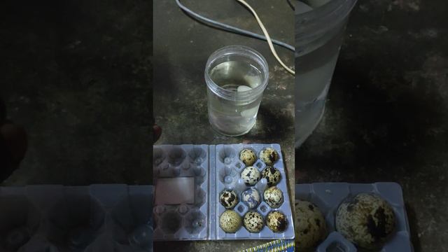 telur puyuh rebus bikin umpan leley@keli смотреть онлайн