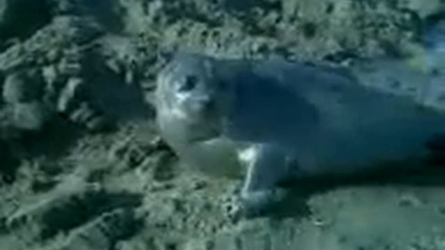 нерпа смотреть онлайн