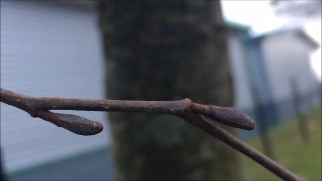 Grey alder (Alnus incana) - buds - February 2018 смотреть онлайн