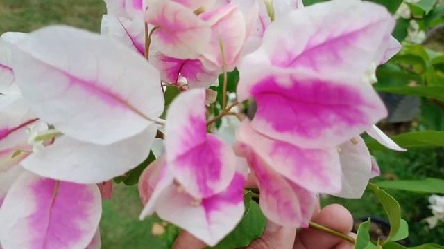 BOUGENVILLE SAKURA смотреть онлайн