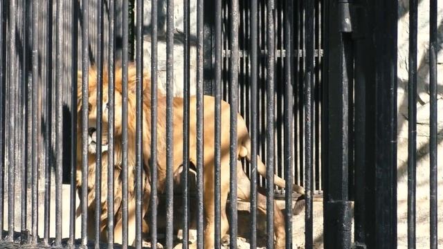 Зооботанический парк_Остров Сахалин