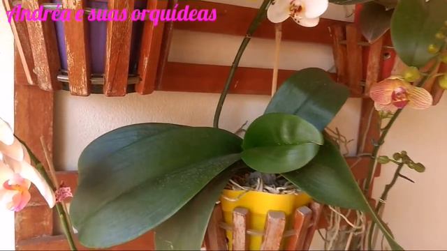 Como Fazer Sua Orquídea Florir 🌸(Floração E Dicas)