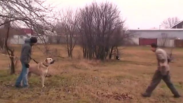 Хан. Защита смотреть онлайн