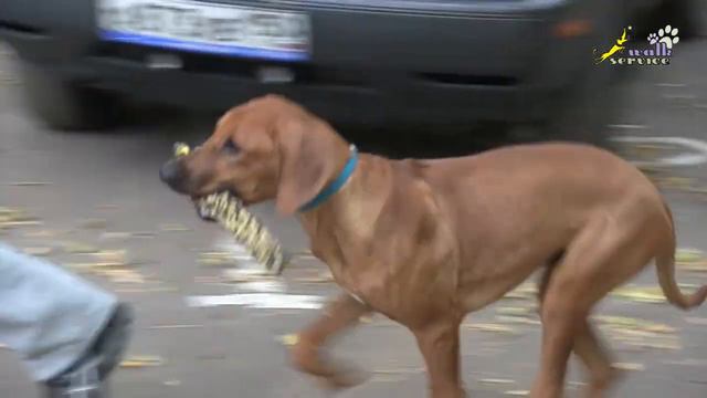 Приучение к разнообразию апортировочных предметов, родезийский риджбек смотреть онлайн