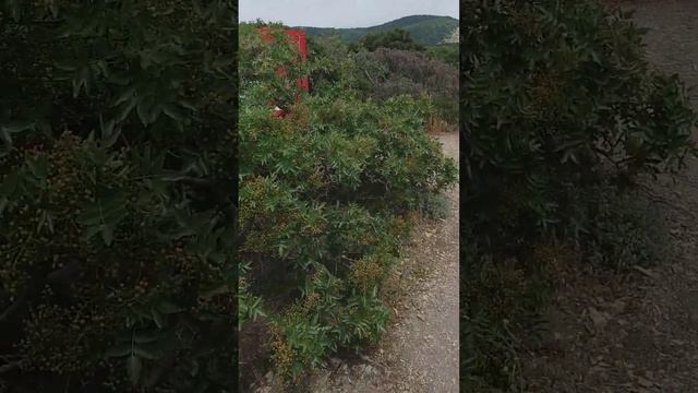 Утриш-заповедник с можевельником на Кавказских горах. Май (1) смотреть онлайн