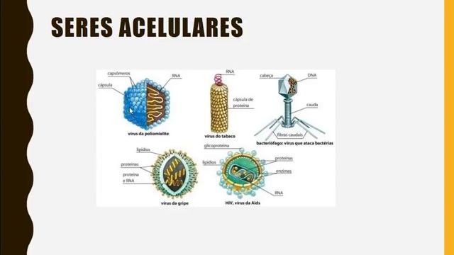 Organização celular dos seres vivos - Biologia - Aula 1 смотреть онлайн