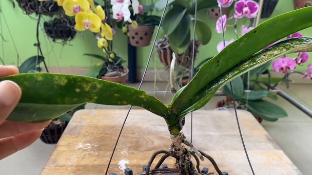 Chỉ Dầu Ăn Và Nước Rửa Chén Trị Sạch Nhện Đỏ Trên Lan Hồ Điệp смотреть онлайн