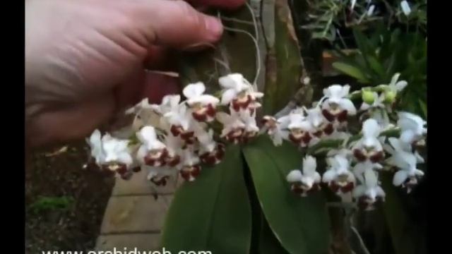 OrchidWeb - Phalaenopsis lobbii смотреть онлайн