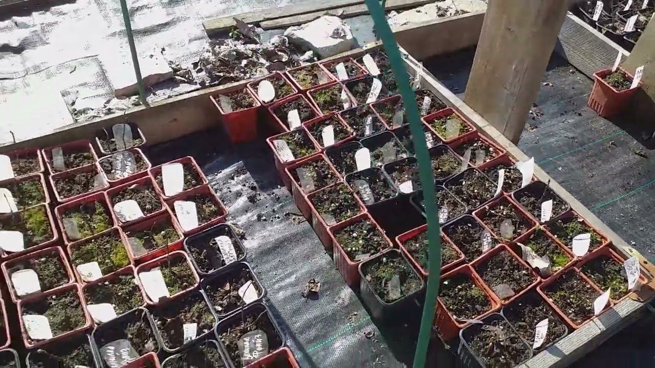 Предлагаю саженцы метельчатых гортензий #саженцыгортензий смотреть онлайн