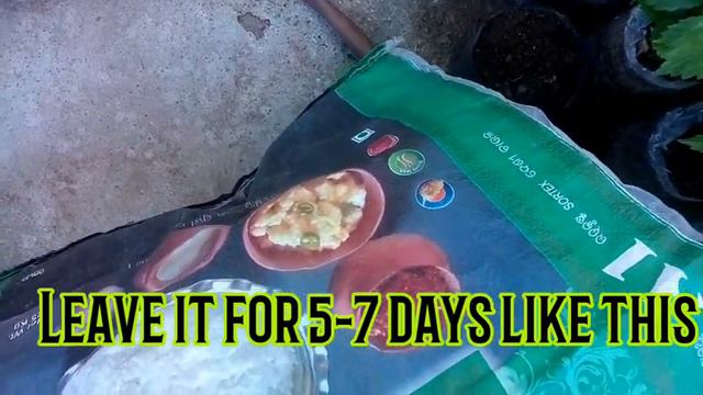 Liquid fertilizer for (Rose 🌹,Chrysanthemum, petunia, hibiscus,dianthus, celsoia, marigold, Etc.) смотреть онлайн