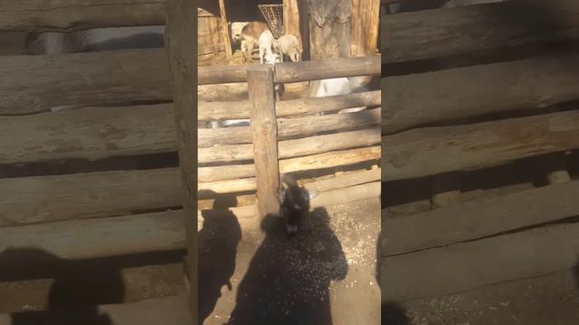 Лиза кормит животных в зоопарке смотреть онлайн