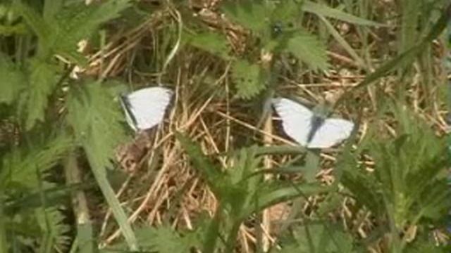 Jesus loves me смотреть онлайн