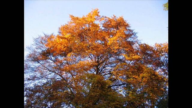 Les feuilles mortes (Autumn leaves) in Italian alps and Central Park NYC - Keely Smith (1957) смотреть онлайн