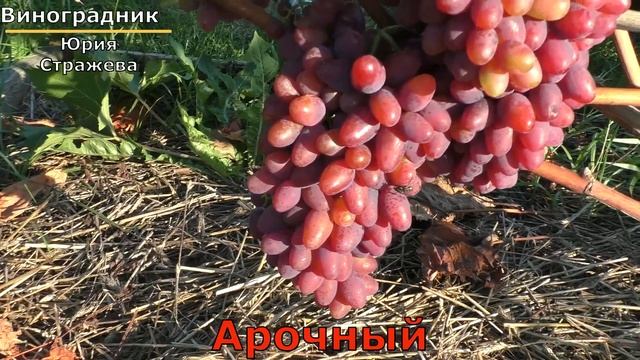 Виноград Беларуси . Лидчина .Сорт винограда - Арочный. смотреть онлайн