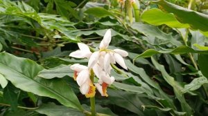 кардамон цветение