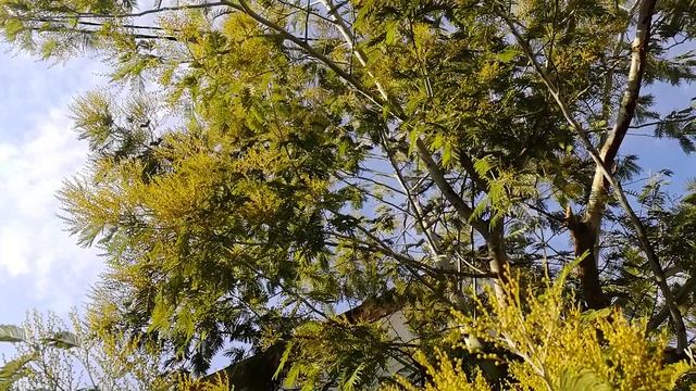 Мимоза и мандарины - середина января. смотреть онлайн