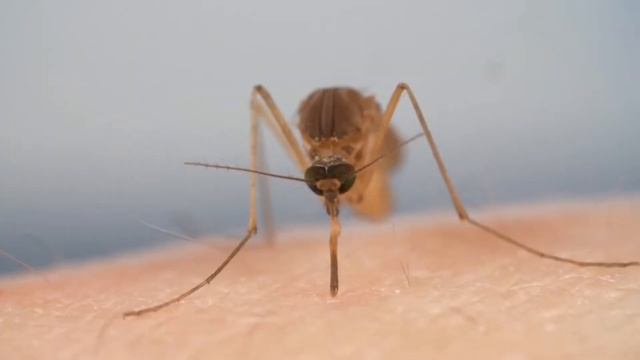 Опасные животные