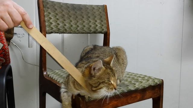 Лесной, Камышовый дикий кот Василий! смотреть онлайн