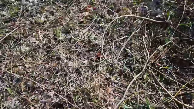 Станица Раздольная река Кирпили 20 марта 2020 утка Нырок, Кореновский район..мост, беседа с рыбаком смотреть онлайн