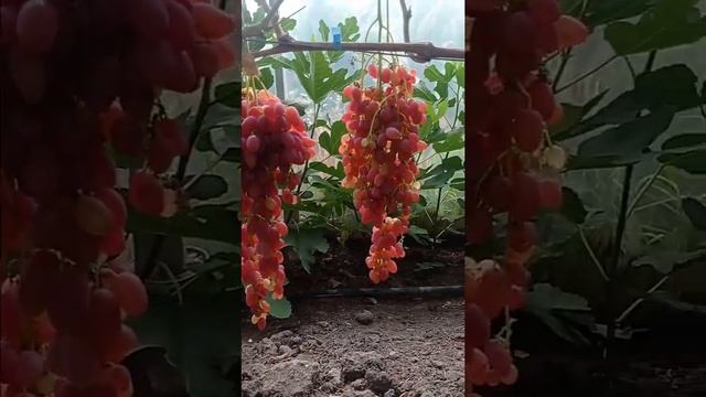 Селекція Писанки О. М. смотреть онлайн