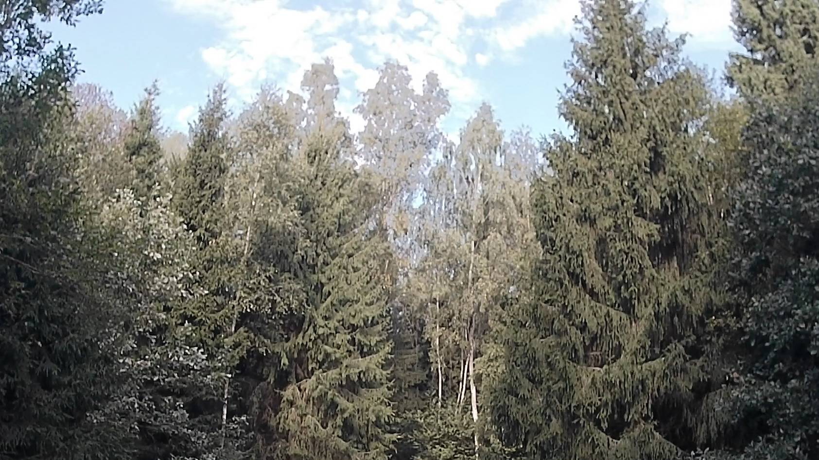 FPV полеты в лесу на RunCam Thumb Pro 4K