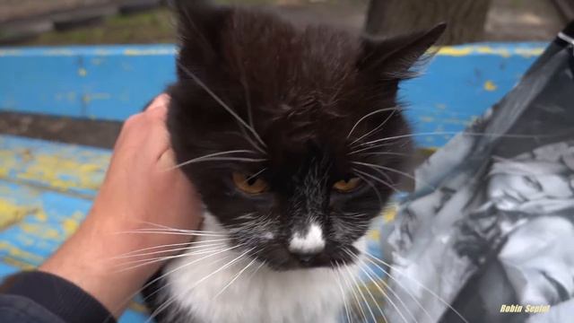 Cat meow without sound смотреть онлайн