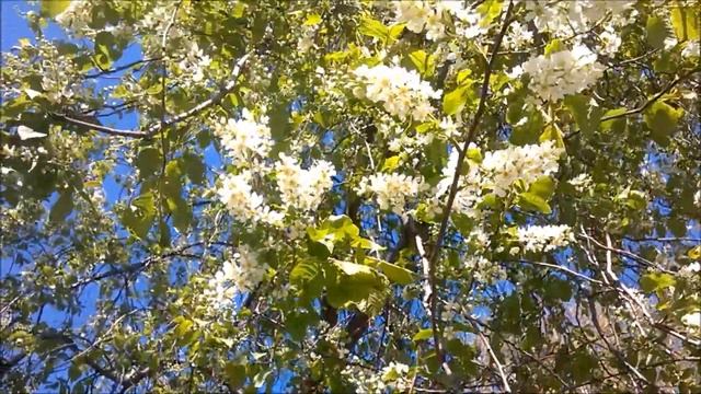 2019-05-25 The beginning of summer. + 16 ° C, Osinovka, Bratsk, Siberia, Russia смотреть онлайн