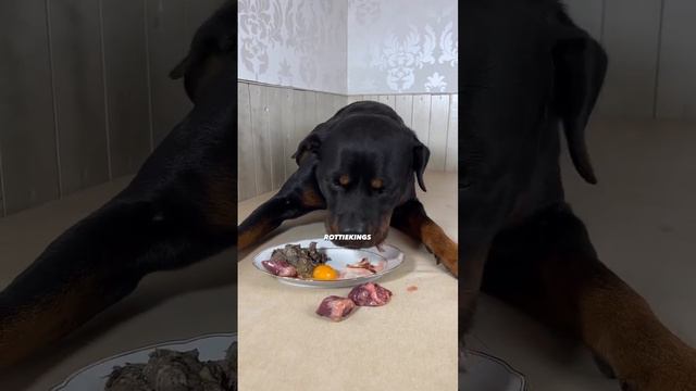rottweiler dog lunch time || dinner time || break fast || Dog eating Sound #creater #dog #creater смотреть онлайн