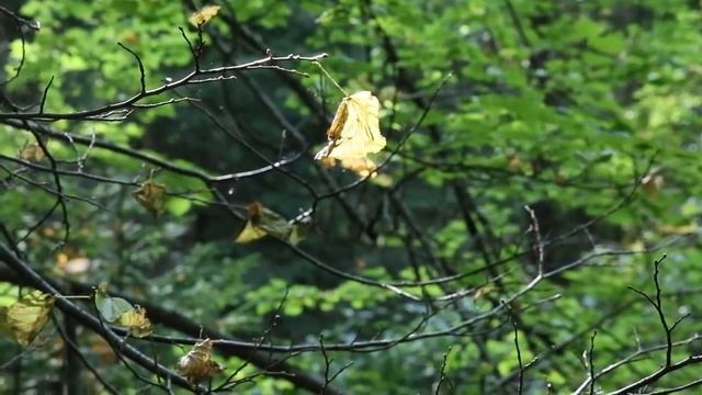 А перстенёк-то зачётный!.. смотреть онлайн