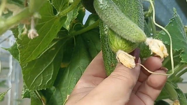 ПРОФИ ОГУРЦЫ В ОКТЯБРЕ // КОЛЛЕКЦИЯ ЛИПАТОВОЙ АНАСТАСИИ // ВАЦАП ДЛЯ ЗАКАЗА 8-915-245-81-59 смотреть онлайн