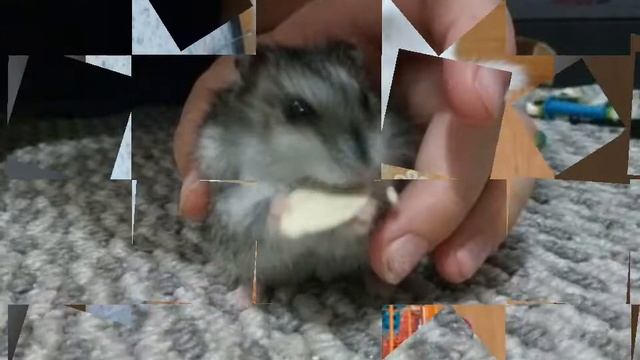 Кот Леопольд ,Валуйки осень 2017 г. смотреть онлайн
