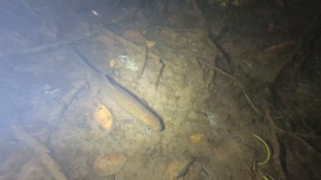 Подводная охота на р.Кудьма смотреть онлайн