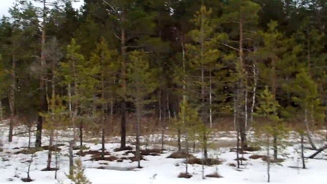 2023-01-27 Лейпясуо - бол. Обложный мох - Лейпясуо