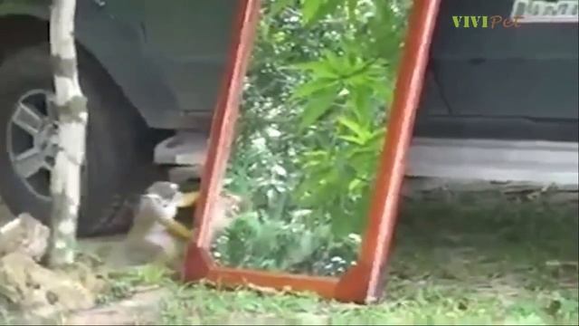 Забавные Животные и Зеркало. Подборка: Реакция Животных на Зеркала. смотреть онлайн