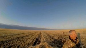 Охота на гуся в Казахстане, Костанайская область, осень 2019 года.