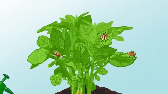 Командор - средство от колорадского жука смотреть онлайн