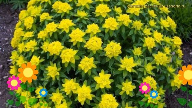 Молочай многоцветковый. Краткий обзор, описание характеристик euphorbia polychroma смотреть онлайн