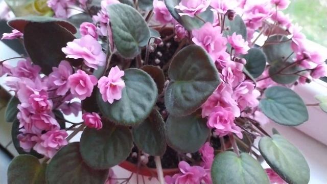 Rondita Trail смотреть онлайн