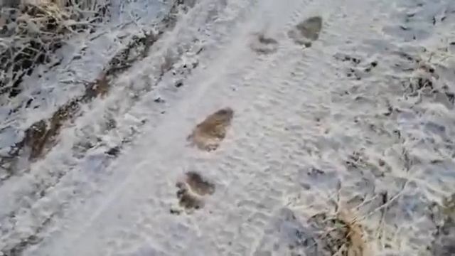 Медвежьи следы Татарстан смотреть онлайн