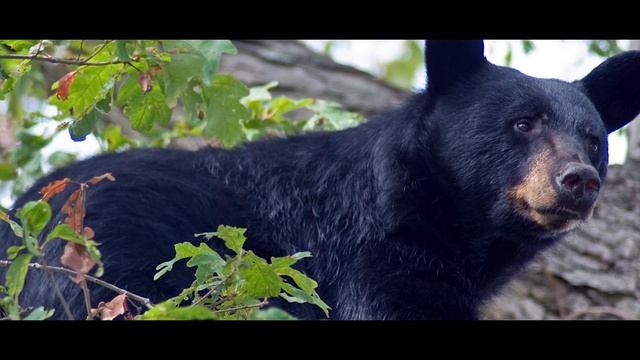 What Actually Is The Difference Between Black Bears And Grizzly Bears? смотреть онлайн