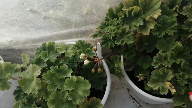 Обзор пеларгоний в теплице. смотреть онлайн