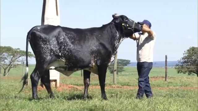 LOTE 060- LEILÃO SITIO MONTE ALEGRE - NELSON ARIZA смотреть онлайн