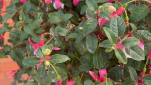 Почему ФУКСИЯ сбрасывает бутоны